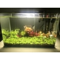 thumbnail image 3 of Sustrato 100% Natural Nutritivo 6 Kg para acuario y plantas laazootea sustrato6, 3 of 3
