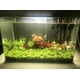 thumbnail image 3 of Sustrato 100% Natural Nutritivo 6 Kg para acuario y plantas laazootea sustrato6, 3 of 3