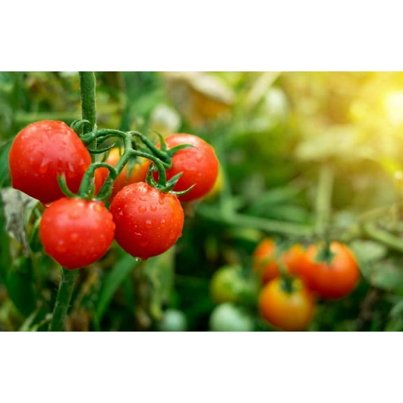 Tiny Tim Tomato Seeds for Planting - 100  Seeds - Made in USA. Ships from Iowa.