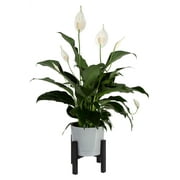 Costa Farms Live Indoor 15in. Tall White Peace Lily; Bright, Indirect Sunlight Plant in 6in. Dcor Pot
