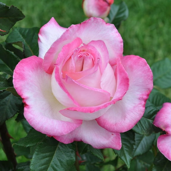 Heirloom Roses California Dreamin' 3' - 4' Cream/Pink Hybrid Tea Rose Live Plants in 1 Gallon Containers