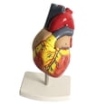 thumbnail image 1 of Cateissary Human Lifesize Anatomical Emulational Heart Anatomy Learning Viscera Model Artesanía, 1 of 1