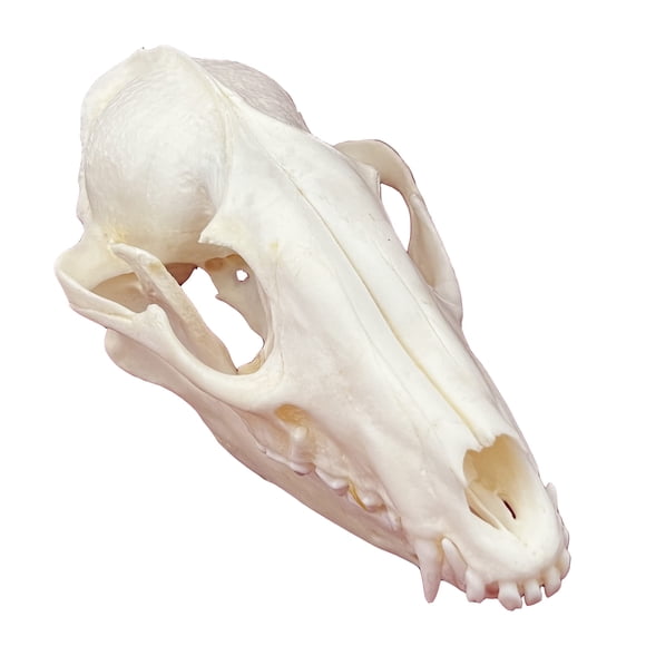 Calavera de mapache con forma de calavera de animal real de taxidermia para regalo educativo