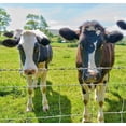 thumbnail image 2 of Farm Fence 4ft x 164ft 13Gauge Heavy Zinc Coating Cattle Fence, Galvanized Field Wire Fencing Deer Fence, Goat Fence, Hog Wire Fencing for Yard Livestock & Animals Protection (4ft x 164ft 13Gauge), 2 of 10