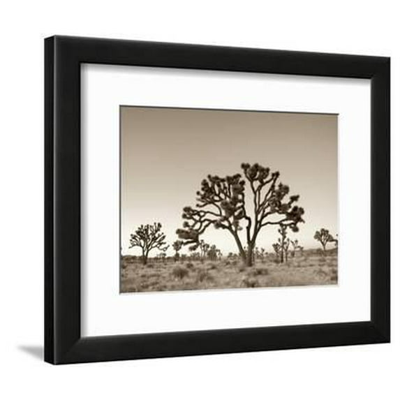 California, Joshua Tree National Park, Joshua Trees, USA, Botanical Framed Art Print Wall Art by Michele Falzone