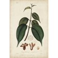 thumbnail image 3 of Churchill 13x18 Black Modern Framed Museum Art Print Titled - Medicinal Botany IV, 3 of 5