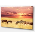 thumbnail image 2 of Zebras Grazing Together at Sunset, 2 of 3