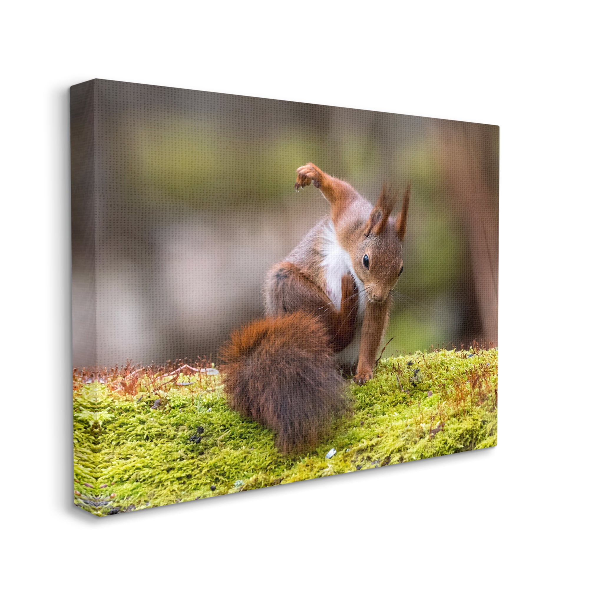 Stupell Industries Squirrel on Mossy Log Animals & Insects Photography Gallery Wrapped Canvas Art Print Wall Art, 40 x 30