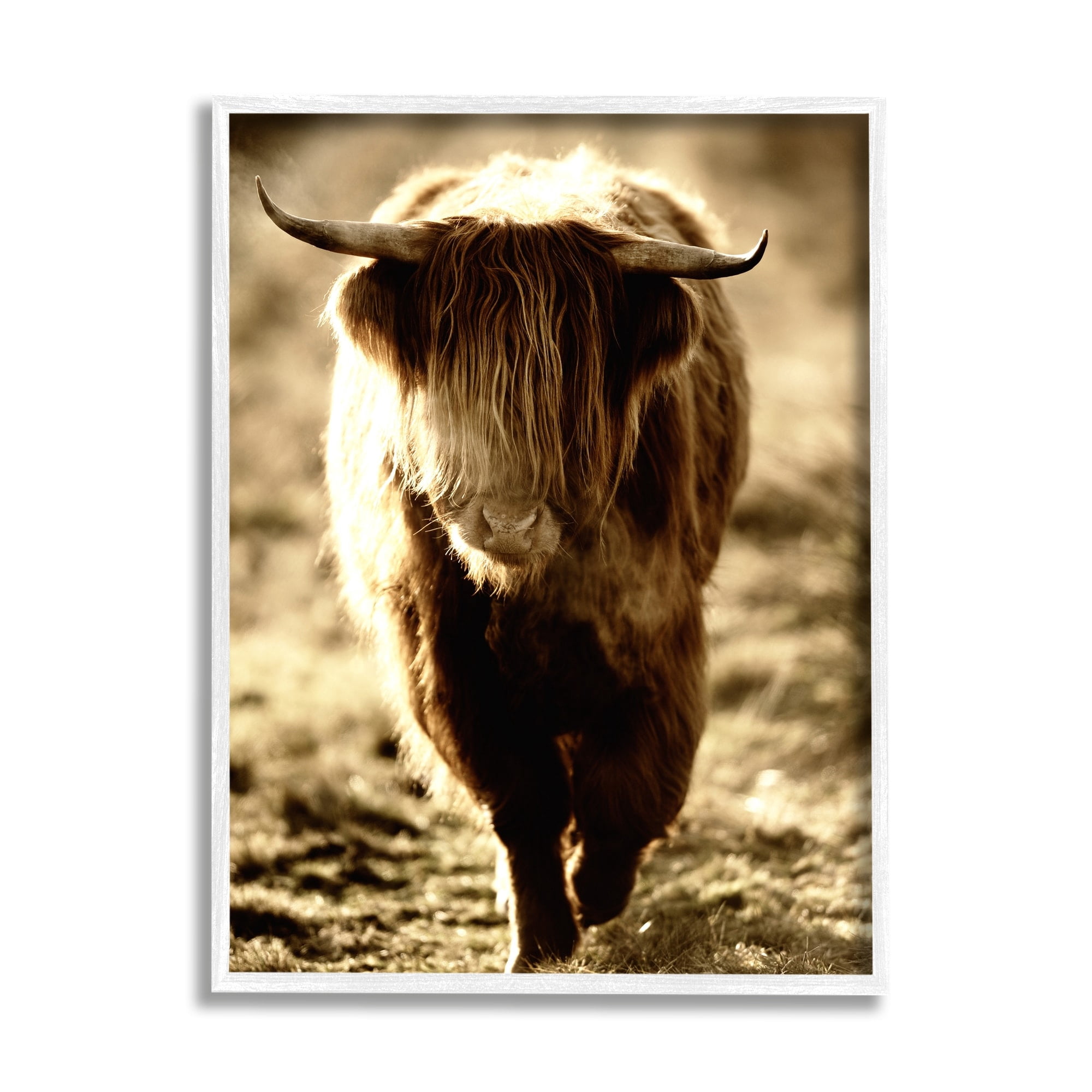 Stupell Industries Sunlit Highland Longhorn Cattle Wandering Rural Countryside Photograph White Framed Art Print Wall Art, Design by James Dobson