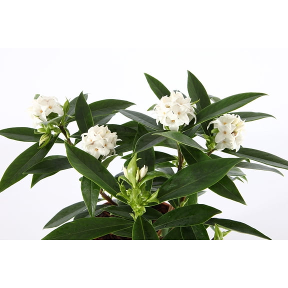 White Perfume Princess Daphne - Sweet Fragrance - Quart Pot