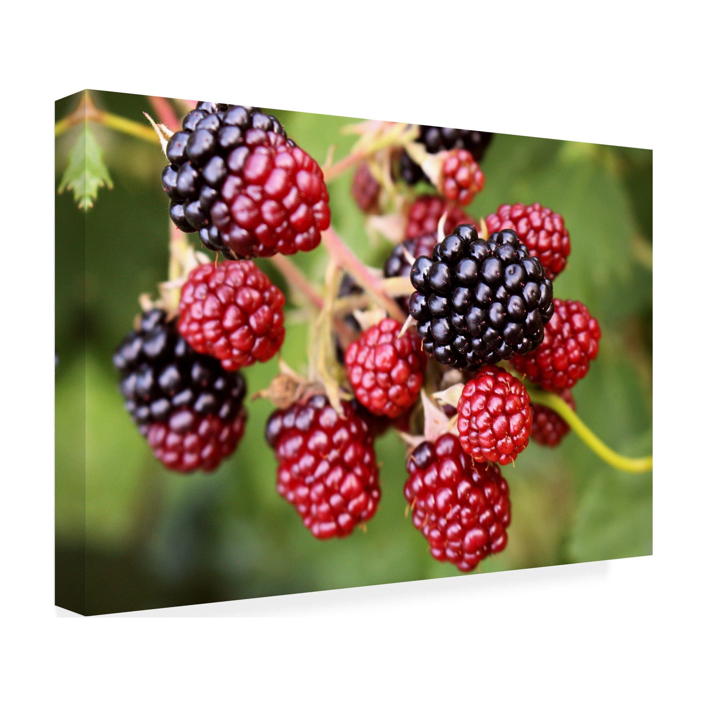 Canvas Wall Art - DANE 'Food 92' Wall Art for Living Room, Bedroom, or Office Décor by Trademark Fine Art - 47 x 30 Inches