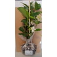 thumbnail image 3 of Jasmine Confederate Starter Plant, Lot of 12, 3 of 8