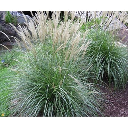 Pixies Gardens Miscanthus Adagio 2 Gallon