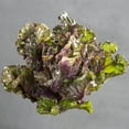 thumbnail image 2 of Harris Seeds 50 Autumn Star Kalette Plant Seeds, Non-GMO, 2 of 5