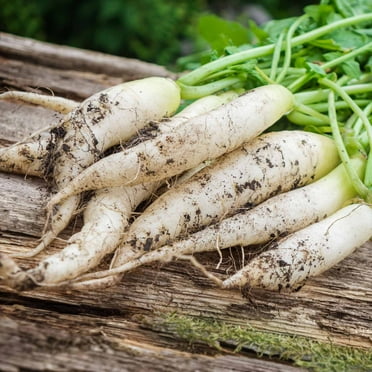 White Icicle Radish Seeds - 5 Lb Seed Pouch - Heirloom Garden Seeds, Non-GMO - Vegetable Gardening and Microgreens - Mild Radishes