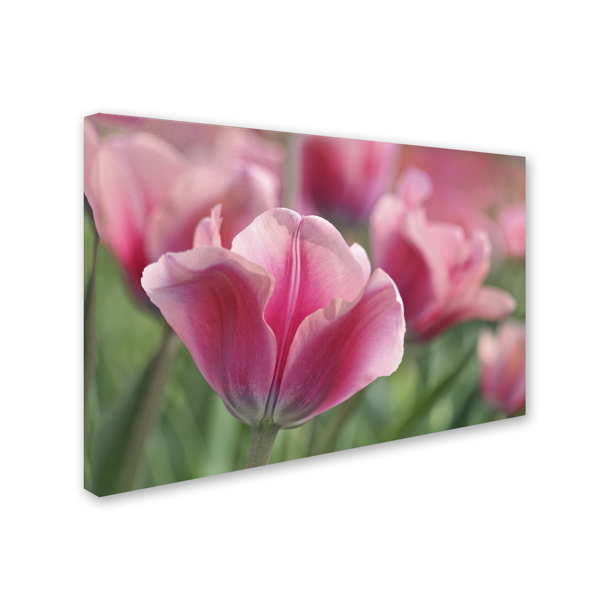 Trademark Fine Art 'Tulip Mirella Pink' Canvas Art by Cora Niele