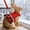 Red Size S O2, variant on Qiopertar Rabbit Harness Leash Set, Adjustable Bunny Vest with Breathable Mesh, Small Pet Harness for Rabbits Guinea Pigs, Escape Proof Traction Rope for Walking Training Outdoor Safety, Red