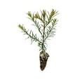 thumbnail image 2 of Coast Redwood | Small Tree Seedling | The Jonsteen Company, 2 of 6