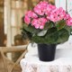 thumbnail image 5 of Plantas Al Aire Libre Plantas de Flores Al Aire Libre Artificiales para la Decoración de Primavera Verano Camelia de Seda Falsa Se Ve Real para el Plantador Fuera de la Puerta Delantera, 5 of 6