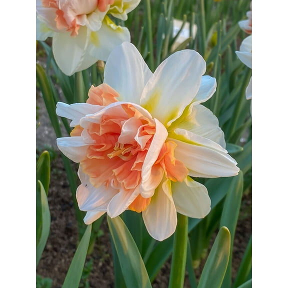 My Story Double Daffodil - Rosy Pink - 14/16 cm Bulbs - 5 Bulbs