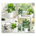 thumbnail image 4 of 2pz Plantas Hojas De Palma Y Monstera Decorativa 18 Hojas, Malubero, color verde, 4 of 5
