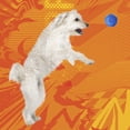 thumbnail image 2 of Pelota de fútbol para perros Dog Toy Nerf Dog con chirriador interactivo de 2.5 pulgadas, 2 of 6
