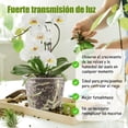 thumbnail image 2 of Macetas para Orquídeas Naturales, Paquete de 10 Macetas Orquideas Plástico Transparentes, con Orificios de Ventilación y 10 Bandeja, 2 of 4
