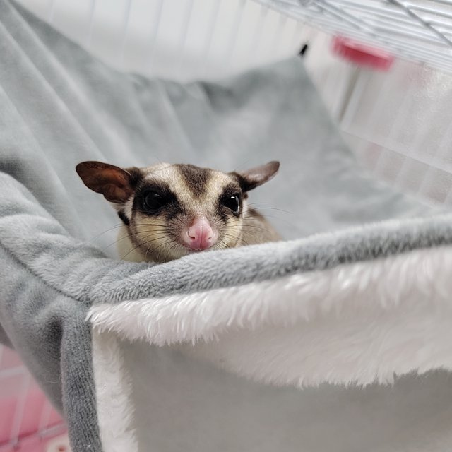 Hamacas para animales pequeños Cálido felpa Litera Escondite para mascotas Cristal (Gris M) Tmvgtek Para estrenar