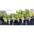 thumbnail image 2 of Guirnalda colgante de glicina de seda artificial, plantas artificiales para, 2 of 5