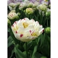 thumbnail image 4 of Danceline Double Late Tulip 7 Bulbs - 12/+ cm Bulbs, 4 of 4