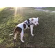 thumbnail image 4 of Pechera K9 Reforzada Para Pitbull Nombre Y Correa De Regalo, 4 of 8