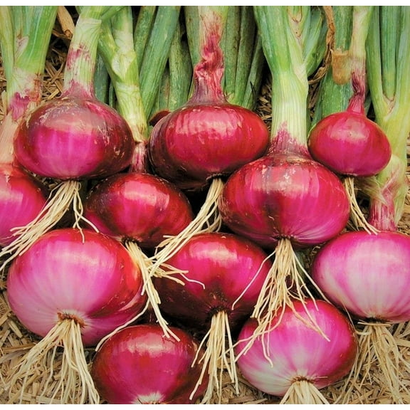 TomorrowSeeds - Ruby Red Onion Seeds - 1000 Count - For 2026 Planting Sweet Long Day Onions Non-GMO