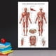 thumbnail image 5 of Set de Posters Palace Learning: Músculos, Esqueleto y Sistema Nervioso, 5 of 7