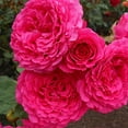 thumbnail image 4 of Heirloom Roses - Tower Bridge™ English Legend Roses - Red Rose Plant, 4 of 4