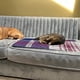thumbnail image 5 of Funda Protectora Para Mascotas Polo One 6 Pack Perros Gatos, 5 of 7