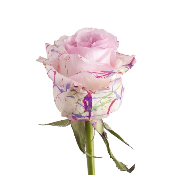 Painted Mom Confetti Roses 100 Stems of Light Pink Rose with Purple, Hot Pink, Green Farm Direct Fresh Cut Flowers by Bloomingmore
