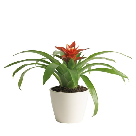 Costa Farms 10" Tall Bromeliad, Bright Indirect Sunlight, Indoor Live Houseplant, Decor Pot