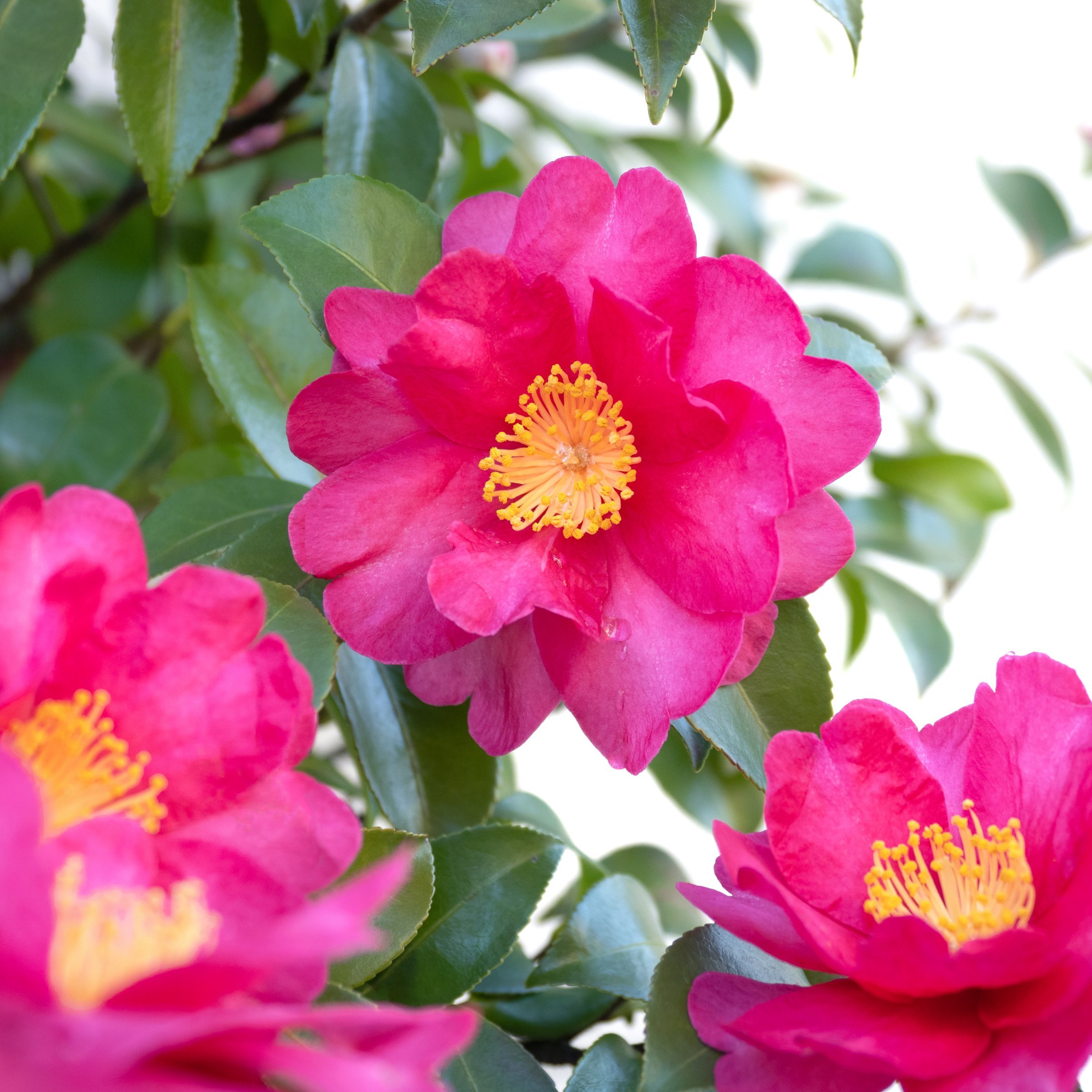 National Plant Network 3 gal. Camellia Sasanqua Rose of Autumn Shrub