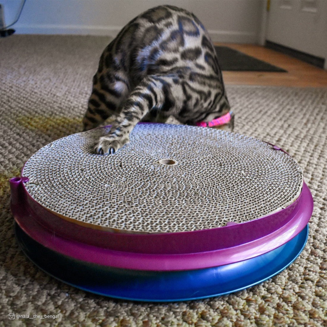 COASTAL Turbo agace-chat monstres, jouet pour chat à l'unité