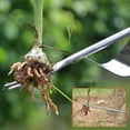 thumbnail image 4 of Gardening Weeding Tools Stainless Steel Rooter Weeder Weeding And Rooting, 4 of 4