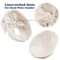 thumbnail image 3 of Anatomical Human Skull Model, 3-part, Numbered, Life Size, 3 of 5
