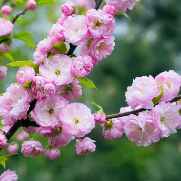 Pink Flowering Almond Tree Live Plant 8–10 Inch Tall, Fragrant Spring Blooms, Pink Flowers Almond Live Shrub, Dormant