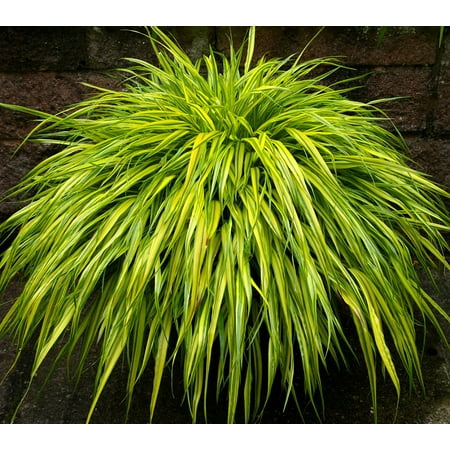 Golden Japanese Forest Grass - Hakonechloa macra aureola -Shade Lover-Gallon