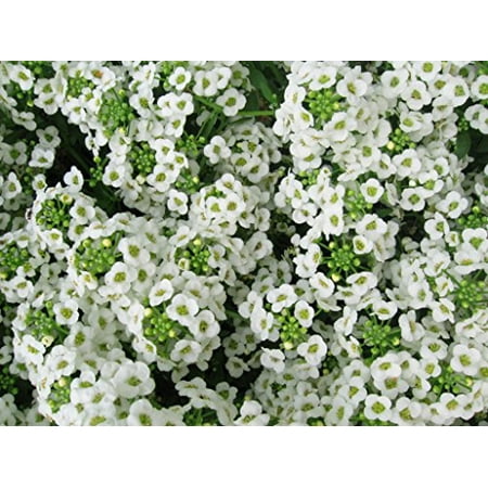 Alyssum Flower - Alyssum Carpet of Snow Nice Garden Flower By Seed Kingdom 2,000 Seeds