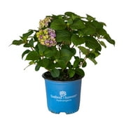 BloomStruck Endless Summer Hydrangea (1 Gallon) Flowering Deciduous Shrub with Vivid Rose-Pink or Purple Blooms - Part Shade Live Outdoor Plant