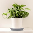 thumbnail image 1 of Oliegs 17cm Thickened Flowerpot Plastic Tray Flowerpot Base Circular Water Tray Durable Mobile Household Base Bottom Pad Tray, 1 of 5