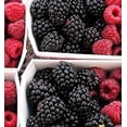 thumbnail image 3 of Greenwood Nursery Ouachita Thornless Blackberry Live Plant, 10 x 3.5 Pot, Zones 5-9, Full Sun Fruit Bush, 3 of 7