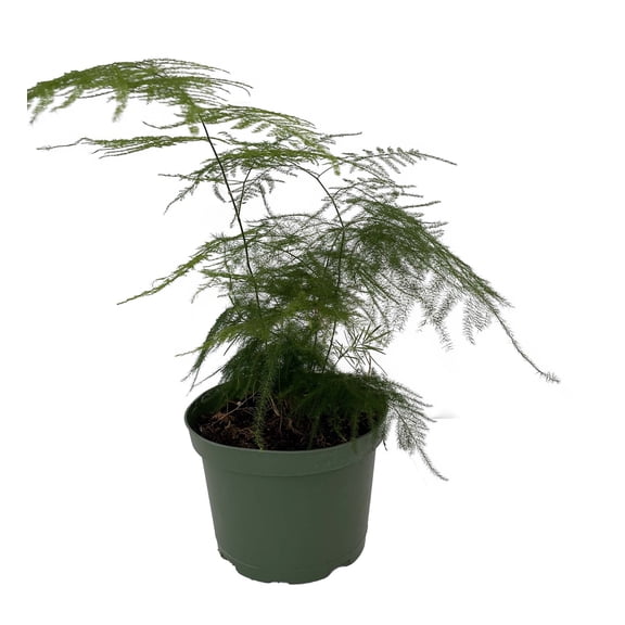 Fern Leaf Plumosus Asparagus Fern - 6" Pot