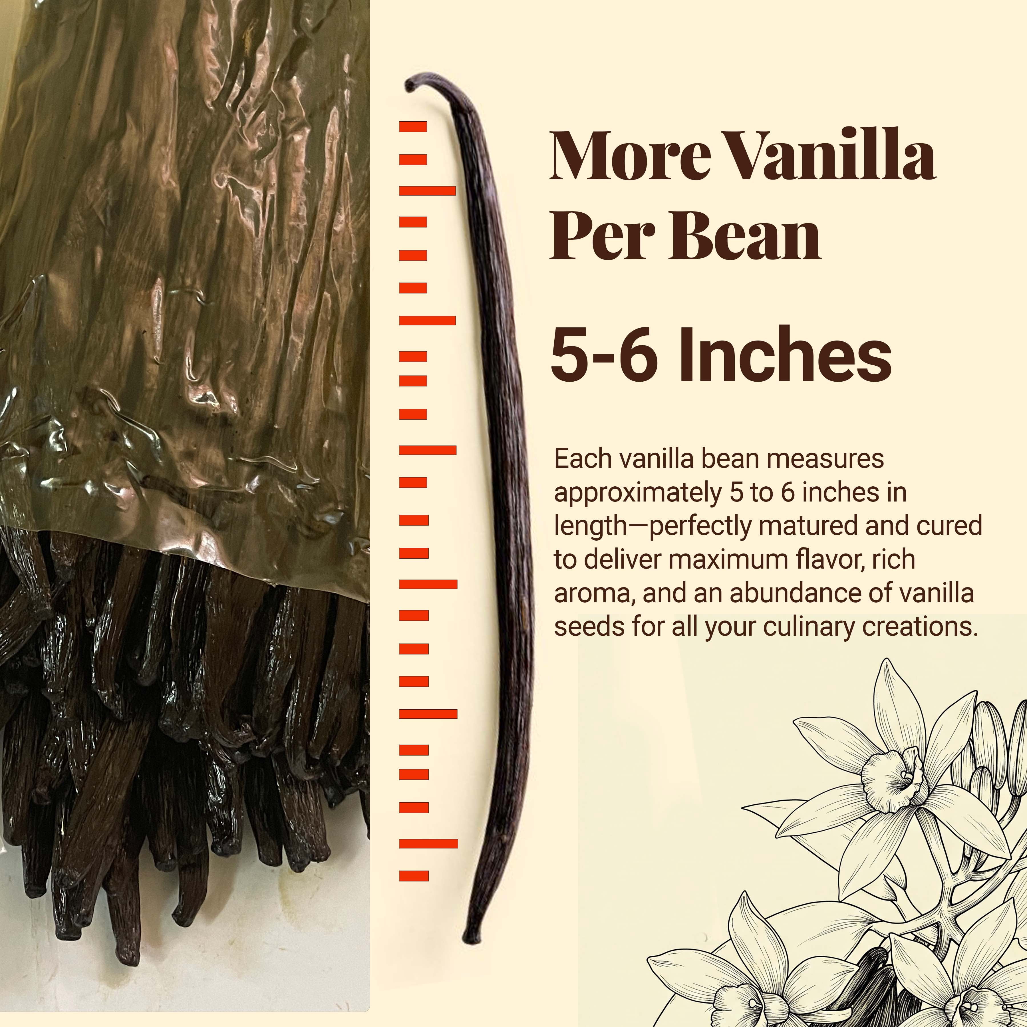 Whole Vanilla Beans, 25 Grade a Pods, Premium Vanilla Bean for Making Extract & Baking, Non-GMO. by Akshit