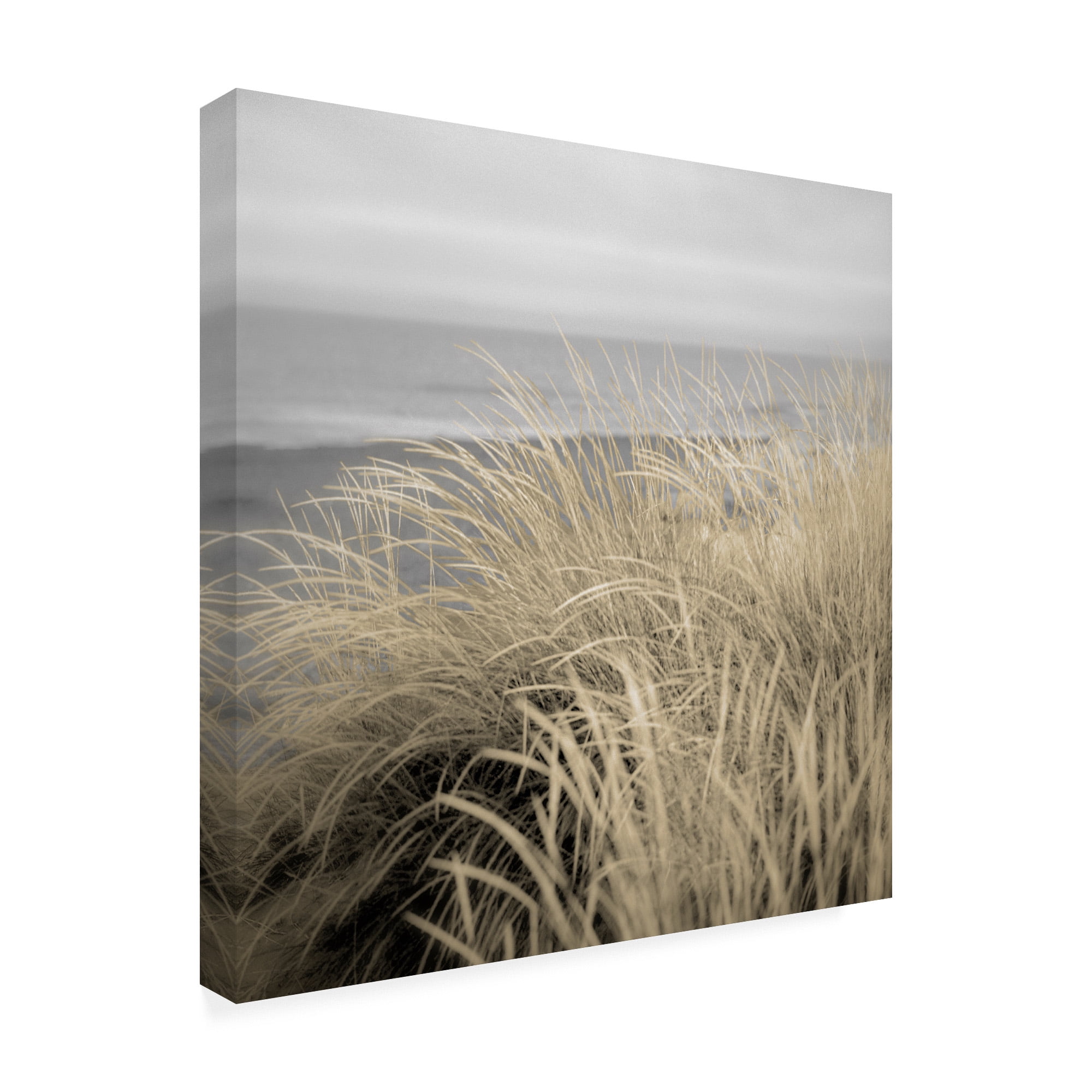 Trademark Fine Art 'Tuscan Dunes #2A' Canvas Art by Alan Blaustei
